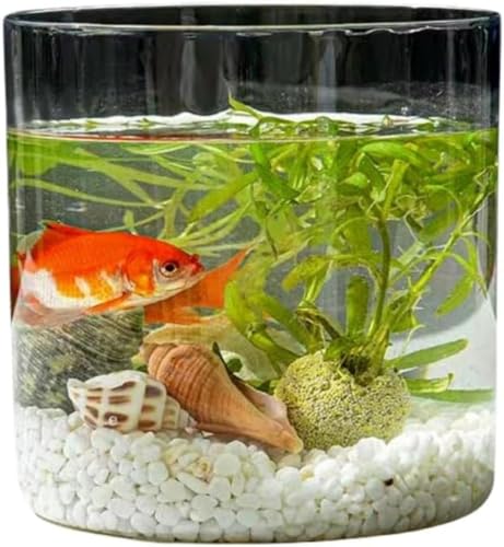 IWEJ ANeʋ _J & ϗtA|p CeA ƒp^ANAE{E (S,A-~`)