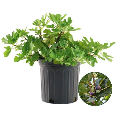 Brown Turkey Fig Plant - Sweet Year Round Harvest in 1 Gal Growers Pot - Grows Upto 12-15' - Easy to...