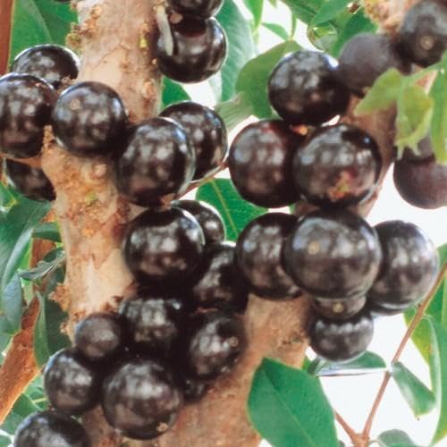 ジャボチカバ 苗木 13.5-15cmポット 苗 熱帯果樹のサムネイル