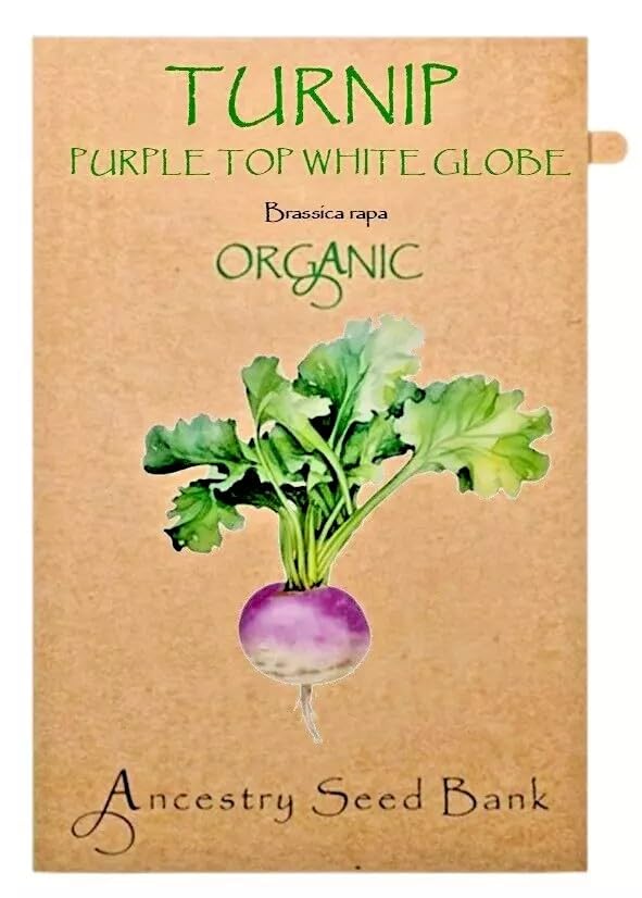 Organic Turnip ❁ Purple Top White Globe ❁ x150 Seeds Heirloom - Non GMO