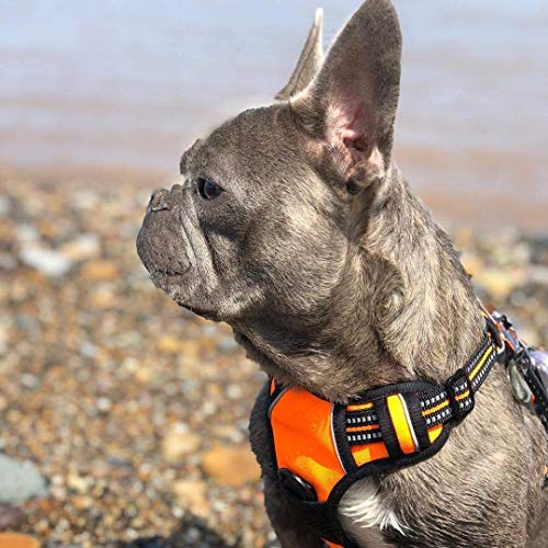 rabbitgoo Hundegeschirr Mittelgroße Hunde, Anti Zug Geschirr mit Kontrolle, No Pull Verstellbar Hundegeschirr Grosse Hunde, Atmungsaktiv Reflexstreifen Brustgeschirr Sichere Führung Orange XL