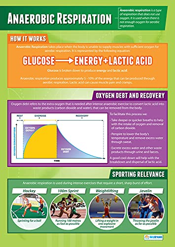 Daydream Education Anaerobic Respiration | PE Posters | Laminated Gloss Paper measuring 33” x 23.5” | Physical Education Charts for the Classroom | Education Charts
