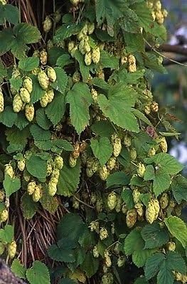 Humulus lupulus CASCADE HOPS Semillas de vid!