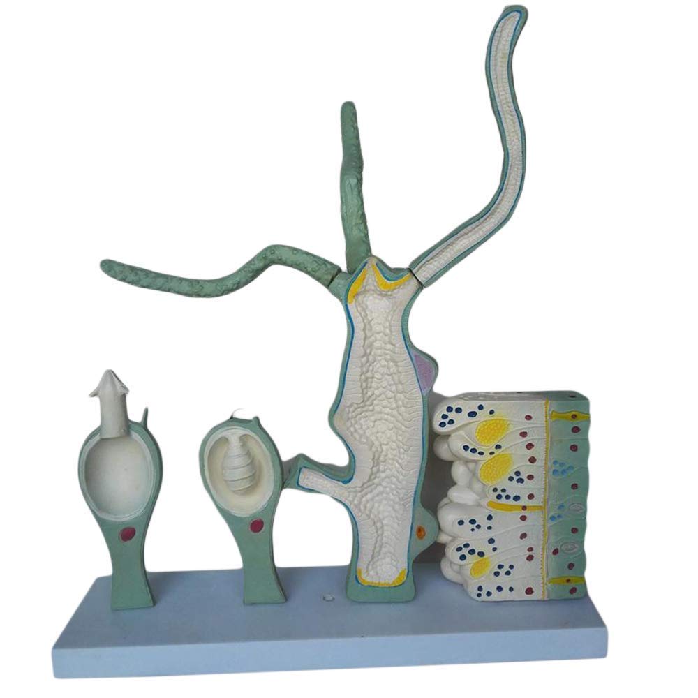 Buy Torso and Skeleton Models Anatomical, Assembly Educational Model