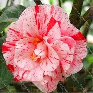 . Hot 50PCS / BAG Camellia impianto Casa Giardino dei bonsai del fiore colore dell’arcobaleno Bonsai pianta rara camelia Albero Pianta in vaso: 13: Only Seeds