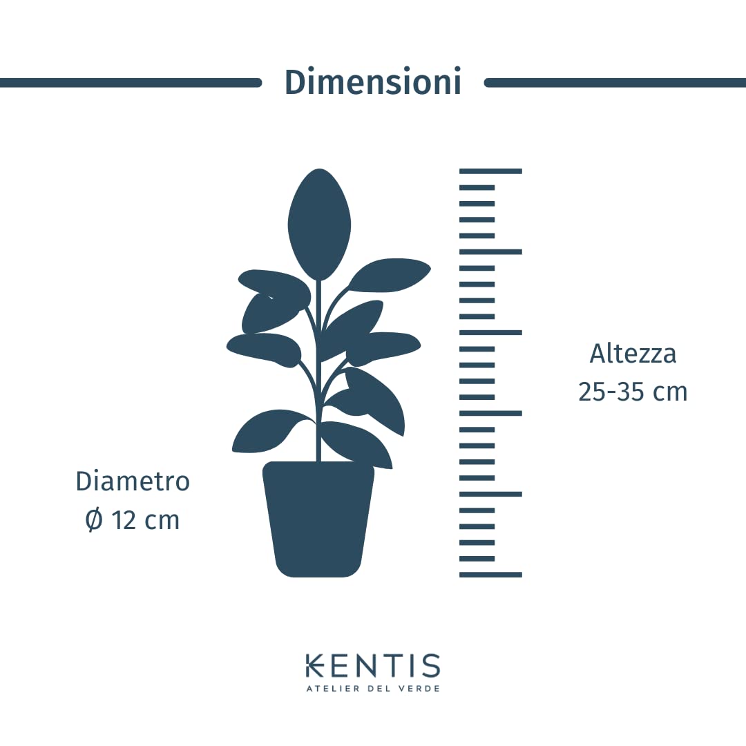 KENTIS - Pachira Acquatica - Pianta da Interno Portafortuna - Piante Vere da Appartamento - H 35-45 cm Vaso Ø 12 cm
