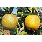 le Georgiche