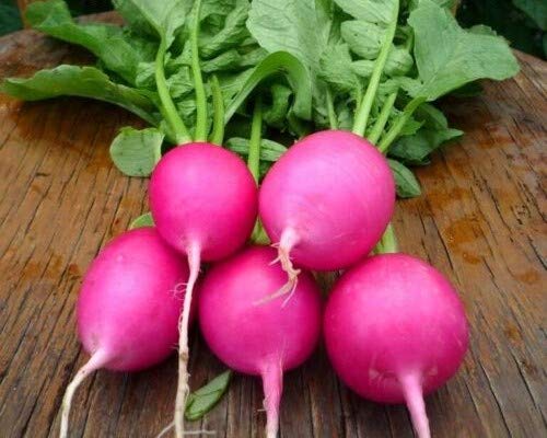 Open-Pollinated Pink Radish Jutrzenka Seeds For Kitchen Gardening-[200 Seeds]-image-12