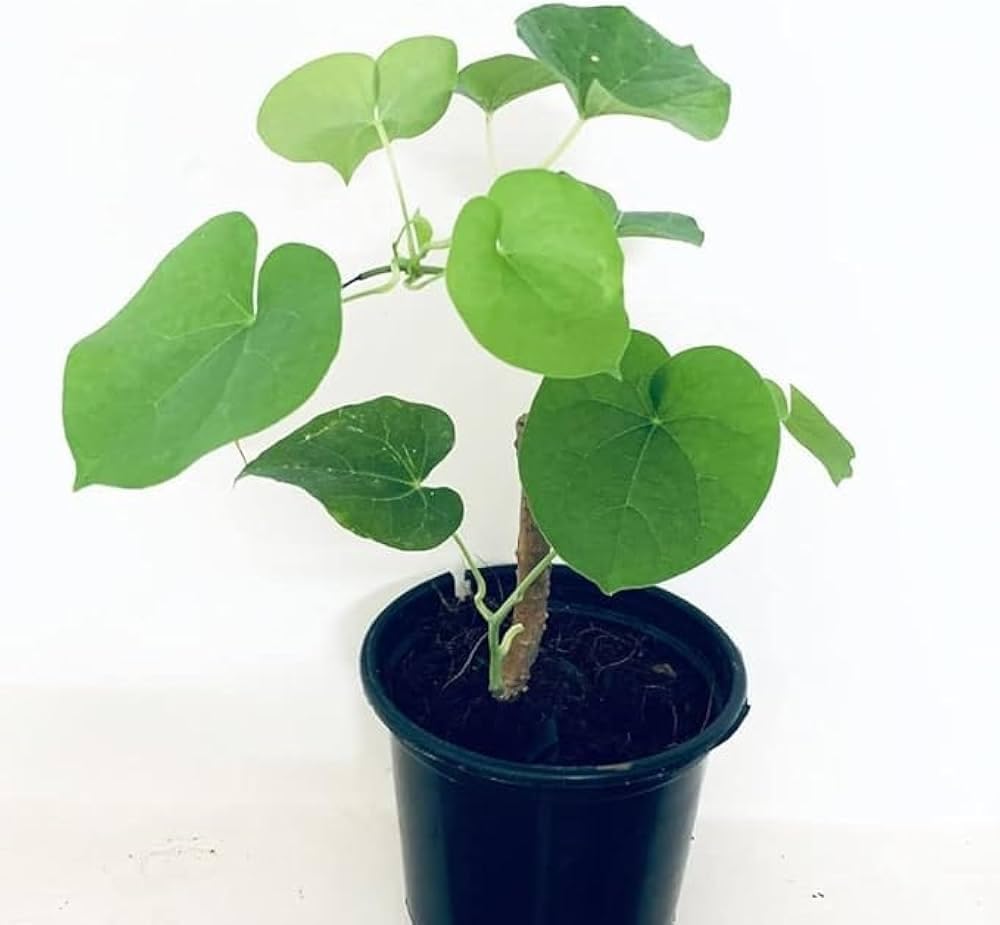 Live Original Giloy or Amrita or Guduchi Plant Outdoor Plant for Home and Garden with Pot (Pack of 1)-image-20