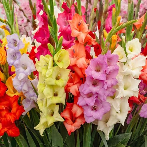 15 Gladioli Large Flowering Mix Vibrant Blooms That Attract Pollinators Summer-Flowering Perennial Bulbs Perfect for Your UK Garden