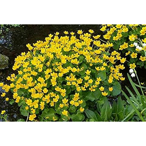 Caltha Palustris Marsh Marigold Pond Plant Cover