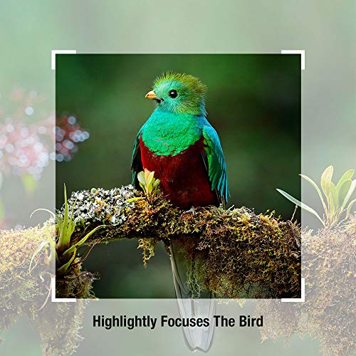 TYCKA 420-800mm f/8.3 DSLR Camera Lens Ultra-Telephoto Lens Manual Zoom Shooting The Moon and Bird Telescope SLR Lens for Canon T-Mount EOS Rebel T3-T7i SL1 SL2 5D-7D 60D-80D II/III/IV - Thumbnail 6