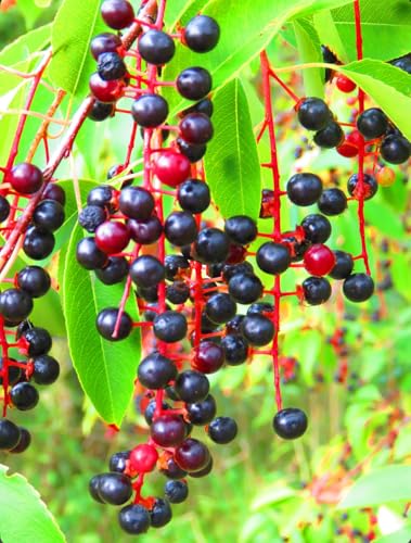 Black Cherry Fruit Tree Live Plant, 15-24 inch Tall - Prunus serotina, Great for Home and Garden