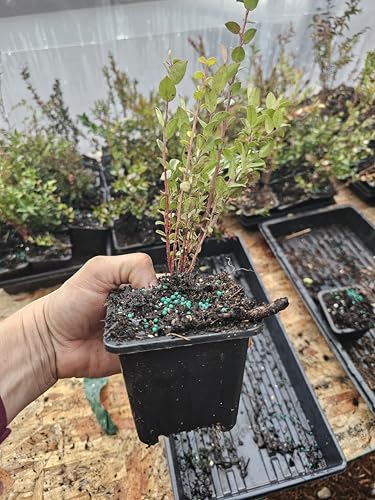 4pack Medium Live Wild Huckleberry Plants, 4" pots