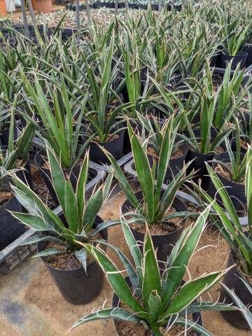 カルネロサーナ300粒 / グレイグリーン500粒 カルネロサーナ300粒 / グレイグリーン500粒 種子] ユッカ