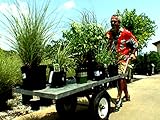 Summer Plant Sale
