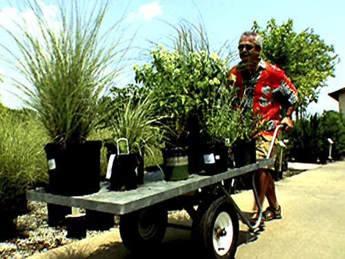 Summer Plant Sale