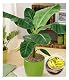 Bananenpflanze Baldur Garten Musa Banana Tropicana – Zimmerpflanze
