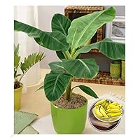 BALDUR Garten 1x Musa Banana Tropicana, Pflanze im 12 cm-Topf, Zimmerbanane  Zimmerpflanze, Zimmerpflanze, Grnpflanze, mehrjhrig - frostfrei halten,  Bananen-Frchte essbar, Musa oriental dwarf : Amazon.de: Garten