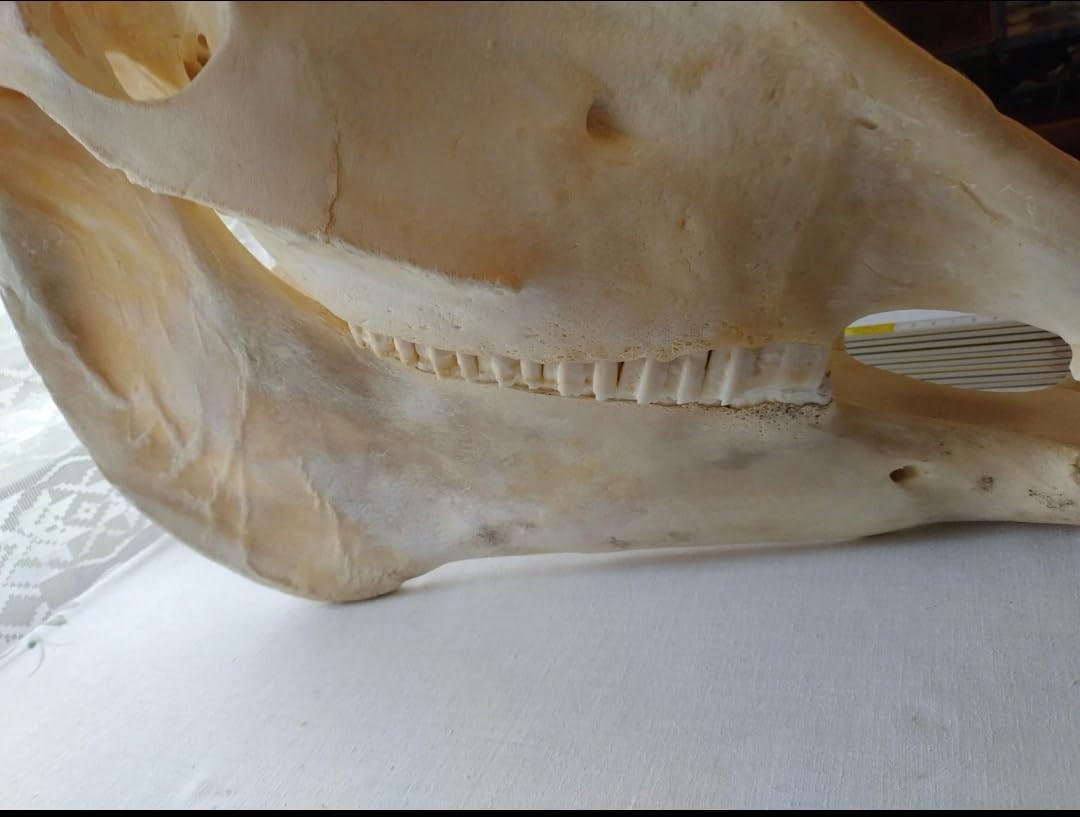 Teschio di cavallo, denti completi, tassidermia, anatomia, ricerca scientifica
