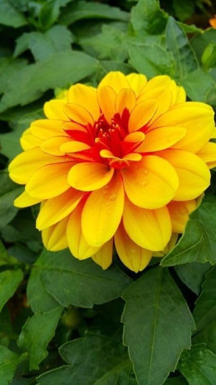 See full amazon price history chart for Oakwood Farms ® Imported Dahlia Yellow Color Flower Bulbs For Your Garden (Pack Of 5 Bulbs) Oakwood Farms ® Imported Dahlia Yellow Color Flower Bulbs For Your Garden (Pack Of 5 Bulbs) (B0CX2YGB8J) Amazon Price History, Amazon Price Tracker