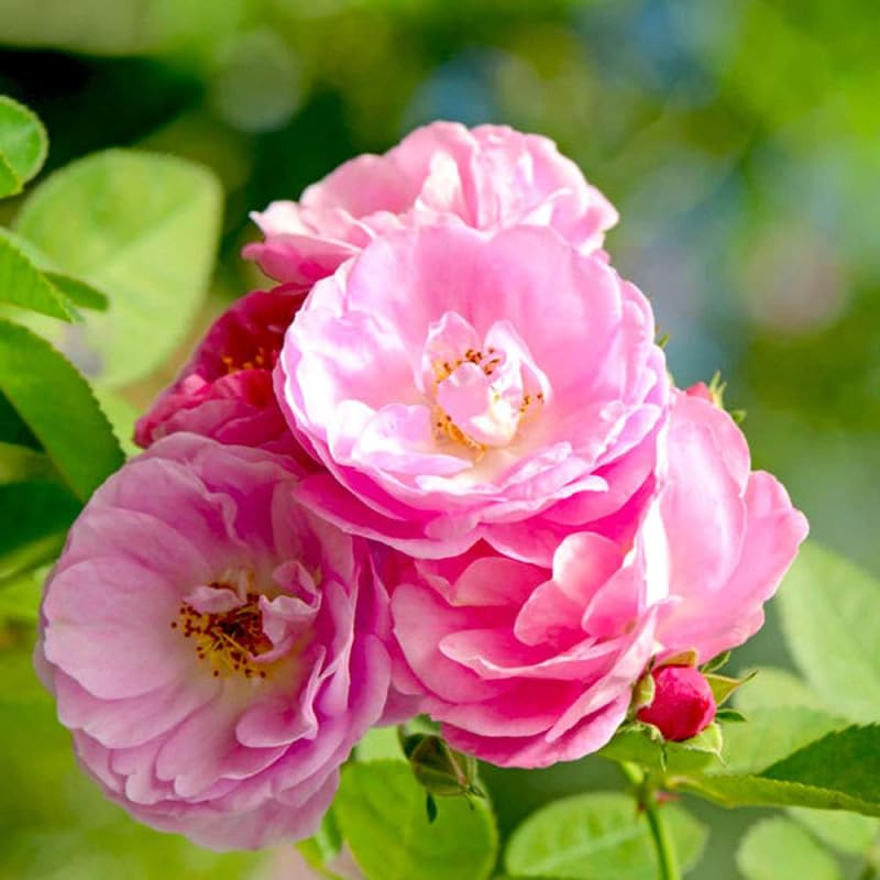Engrais rosiers et arbustes à fleurs - Agro Sens - Seau 4 kg