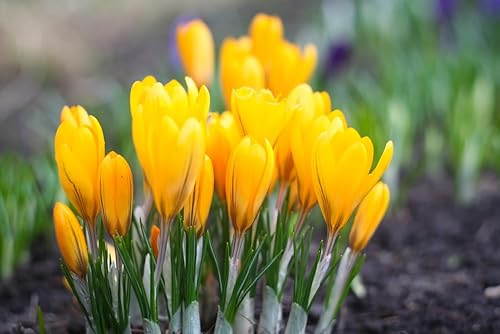 Bulbos de azafrán amarillo dorado para plantar, flores de jardín perennes (10 bombillas)