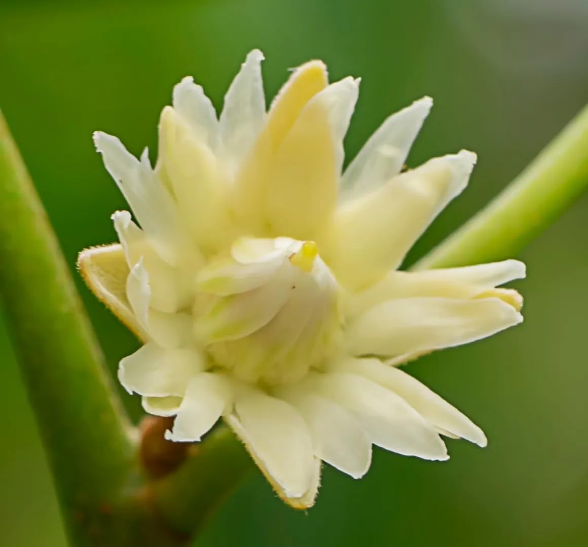 Miracle NurseryHybrid Bakul/Bullet wood fruit Plant for home and Gardening (Big size)