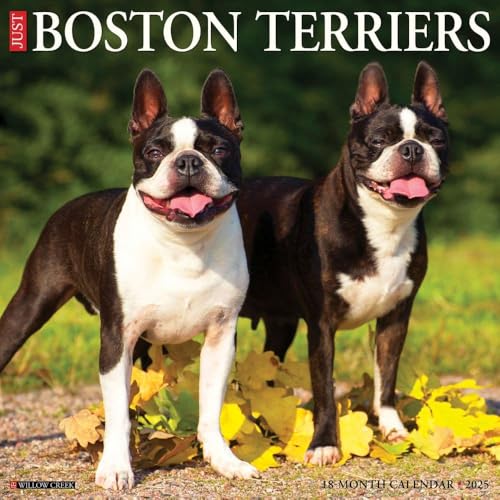 Just Boston Terriers 2025 12\" x 12\" Wall Calendar