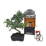 Bonsái Carmona 6 años PACK INICIACIÓN BONSAI NATURAL DE INTERIOR DE CARMONA 6 AÑOS INCLUYE TIJERAS 120MM Y ABONO ECO