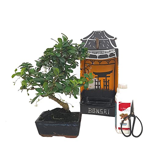 PACK INICIACIÓN BONSAI NATURAL DE INTERIOR DE CARMONA 6 AÑOS INCLUYE TIJERAS 120MM Y ABONO ECO