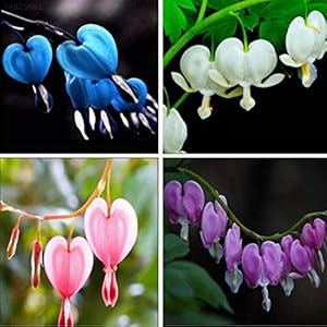 ScoutSeed Blauw: 12E3 10 Stks/zak Zeldzame Meerjarige Spectabilis Kruiden Dicentra Plant Bloeden Hart Se