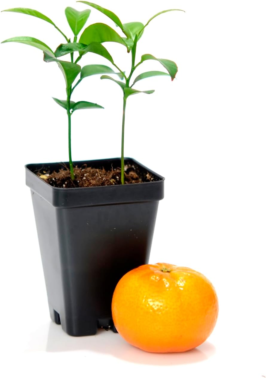 Satsuma Mandarin Tree - Pot of 2 Starter Plants. Citrus unshiu. 3'' - 5'', Orange