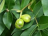 Shagbark Hickory Tree Seeds - Edible Fruit and Attractive Bark That Falls Off - Carya ovata (5 Seeds)