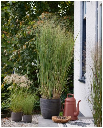 1 x Panicum virgatum Blue Fountain im 1 Liter Topf (Ziergras/Gräser/Winterhart/Mehrjährig/Staude/Stauden) Blaue Rutenhirse - Harmonie und Anmut in blauen Nuancen - NEUE SORTE - von Stauden Gänge