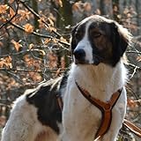 Anny-X Brustgeschirr Fun Braun-Bernstein | Hundegeschirr Größe XXS-Lang (Brustumfang 36-42 cm)