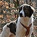 Anny-X Brustgeschirr Fun Braun-Bernstein | Hundegeschirr Größe XXS-Lang (Brustumfang 36-42 cm)