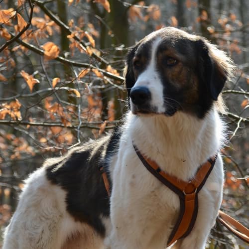 Anny-X Brustgeschirr Fun Braun-Bernstein | Hundegeschirr Größe XXS-Lang (Brustumfang 36-42 cm)