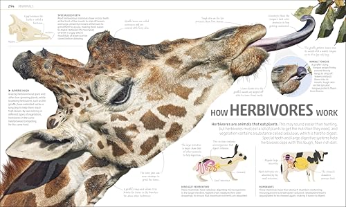 Explanatorium of Nature: Where the Wonders of the World are Revealed (DK Explanatorium) - Image 10