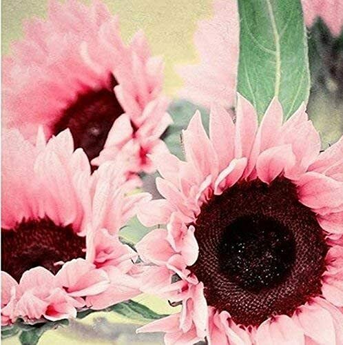 KVITER 30 Iris Tectorum Rose Sunflower Seeds to Plant – Pink, Organic Cut Flower Heirloom Seeds, Rare Sunflower
