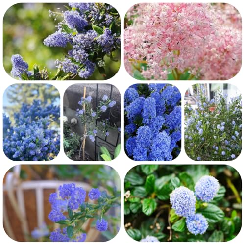 Semillas resistentes de aciano - maceta maceta de bonsái plantas interior plantas balcón flores verano en macetas semillas flores flor saco Ceanothus perennes jardín balcón prado 50pcs
