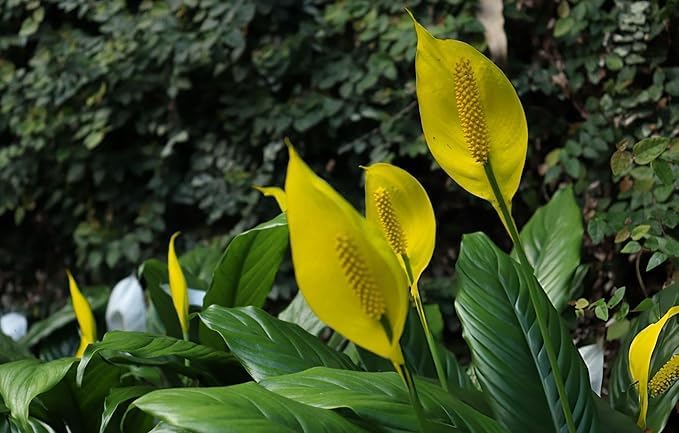 Image of live plants (PEACE LILY)