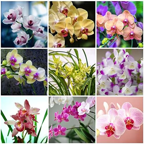 300 orchid samen orchideen bodendecker winterhart mehrjährig samen