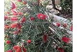 50 Seeds- Crimson Bottlebrush- Great Potted Tropical -Multi-use Plant -Bright Red Blooms -Callistemon citrinus