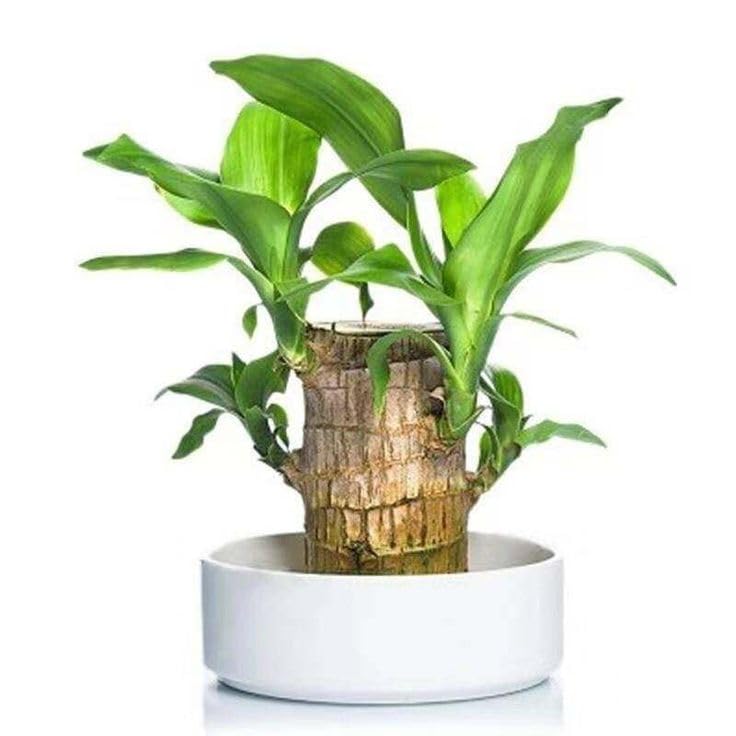 Brazilianian Wood Indoor Plant | Adds Green Element to Office or Home | Pack of 1