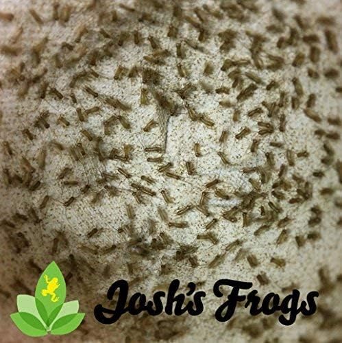 Josh's Frogs Pinhead Banded Crickets (500 Count)(500 Count (Pack of 1))