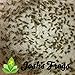 Josh's Frogs Pinhead Banded Crickets (500 Count)
