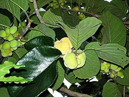 Platone's Live Jackfruit Plant-Live Badhal/Artocarpus Lacucha/Monkey Jack Fruit Plant