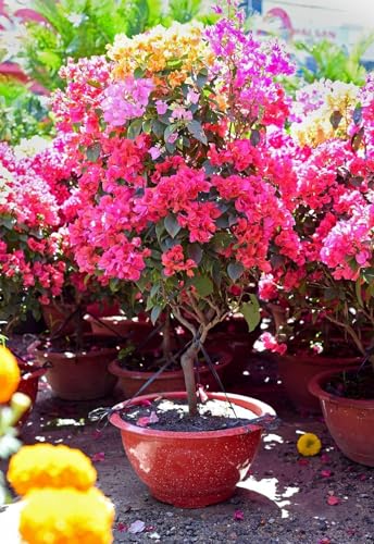 Image of live plants (PINK BOUGAINVELLIA)