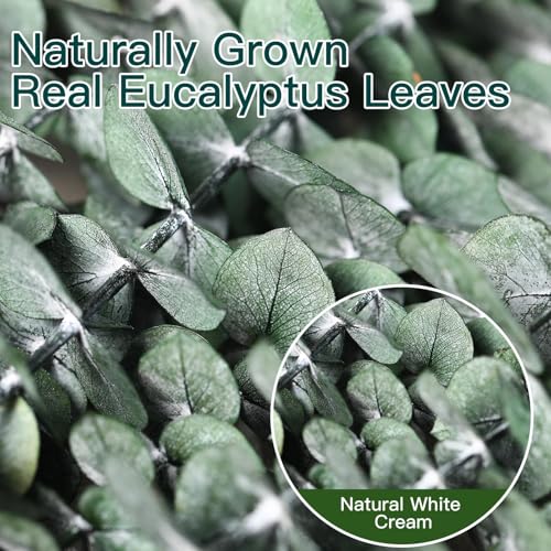 Image of 12 Pcs Dried Eucalyptus Stems for Shower, 17'' Natural Real Live Eucalyptus Leaves Branches Hanging Shower Plant for SPA Home Fragrance Bathroom Table Vase Decor